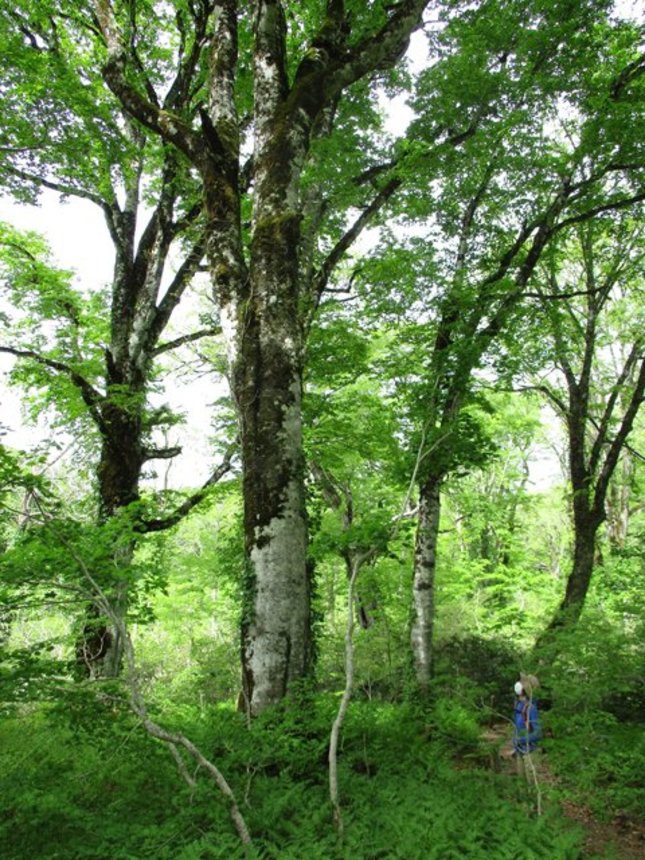 新緑が輝くブナの森＝飛騨市河合町天生、天生県立自然公園