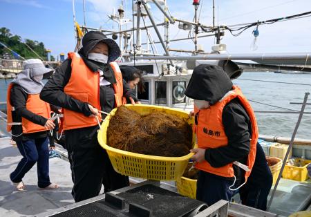 　石川県輪島市の輪島港で、もずくを水揚げする海女たち＝１日午前