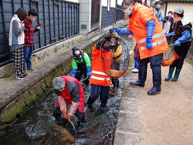 降雪期に備えて行われたコイの移動作業＝２０日午前９時４０分、飛騨市古川町、瀬戸川