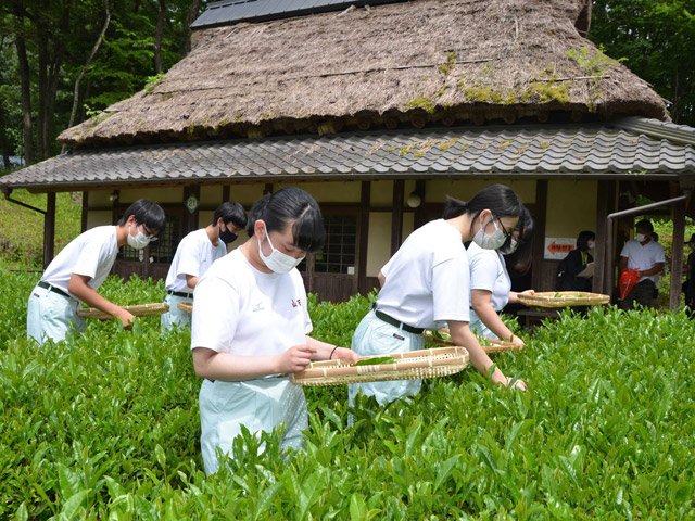 紅茶用に茶摘みをする高校生ら＝美濃加茂市山之上町、ぎふ清流里山公園