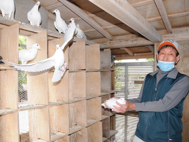 自宅の鳩舎で飼うレース鳩を紹介する吉川幸男さん＝羽島市桑原町八神