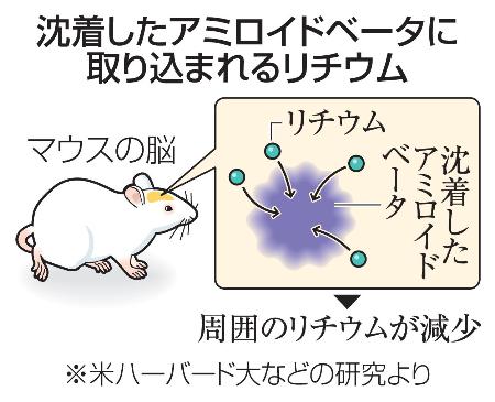 　沈着したアミロイドベータに取り込まれるリチウム