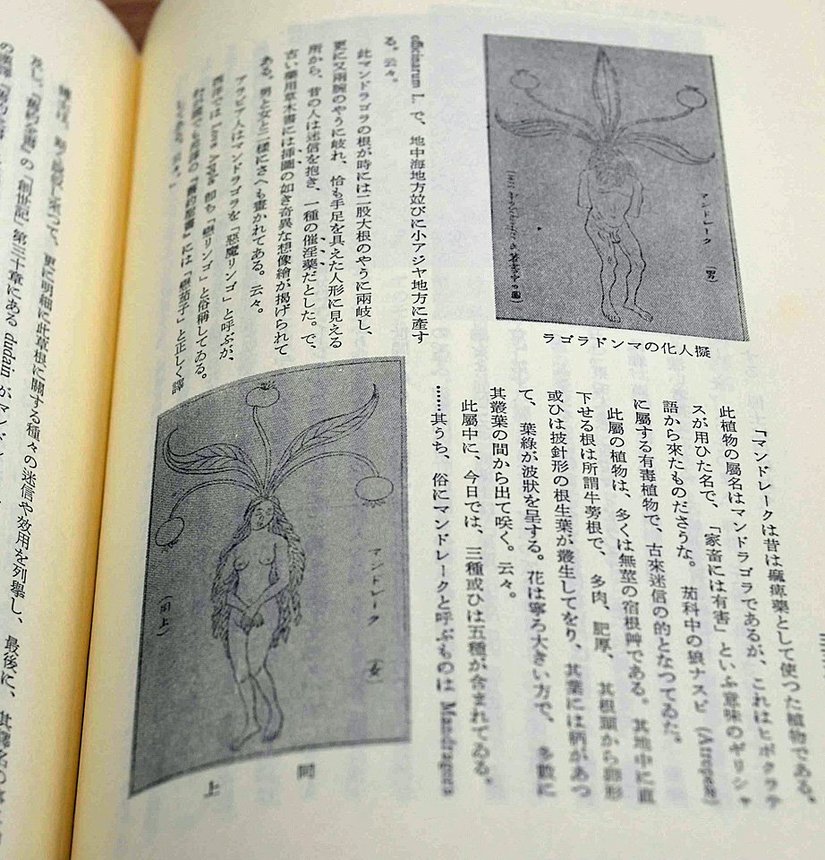 「逍遙選集別冊第五」に掲載された牧野富太郎から坪内逍遙に送られた絵図と論文の一部
