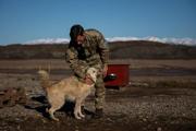 　グリーンランド東部の基地で、犬ぞりパトロール部隊に所属していた犬をなでるデンマーク軍関係者＝２０２５年９月１８日（ロイター＝共同）