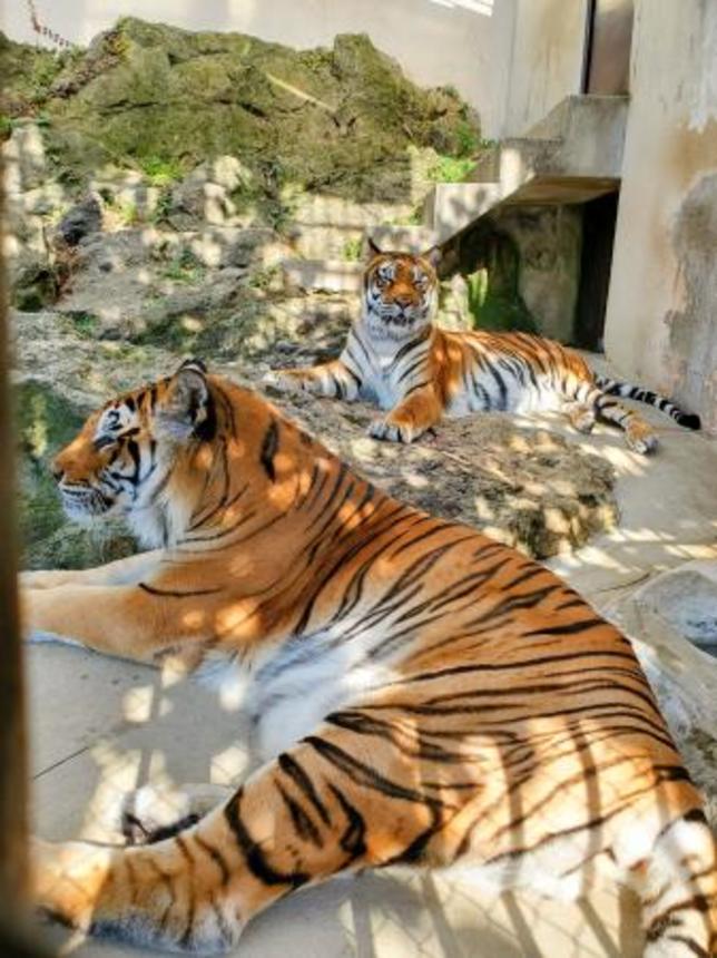 　展示室で過ごす臥桜（手前）と未桜＝２０２３年１１月（長野県の須坂市動物園提供）