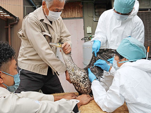 羽を広げられて採血を受ける鵜＝岐阜市長良、杉山雅彦鵜匠代表宅