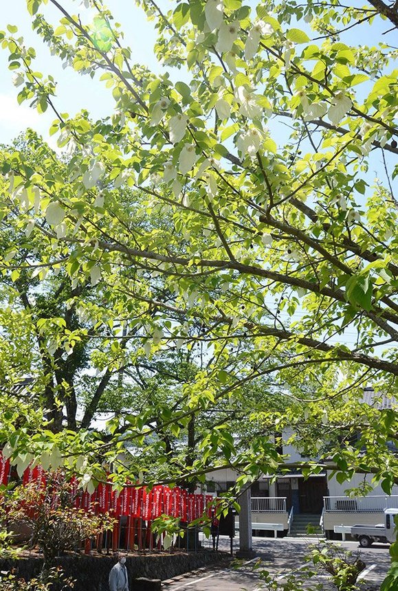 見頃を迎えたハンカチノキ。白い葉がゆらゆらと揺れている＝中津川市阿木、萬嶽寺