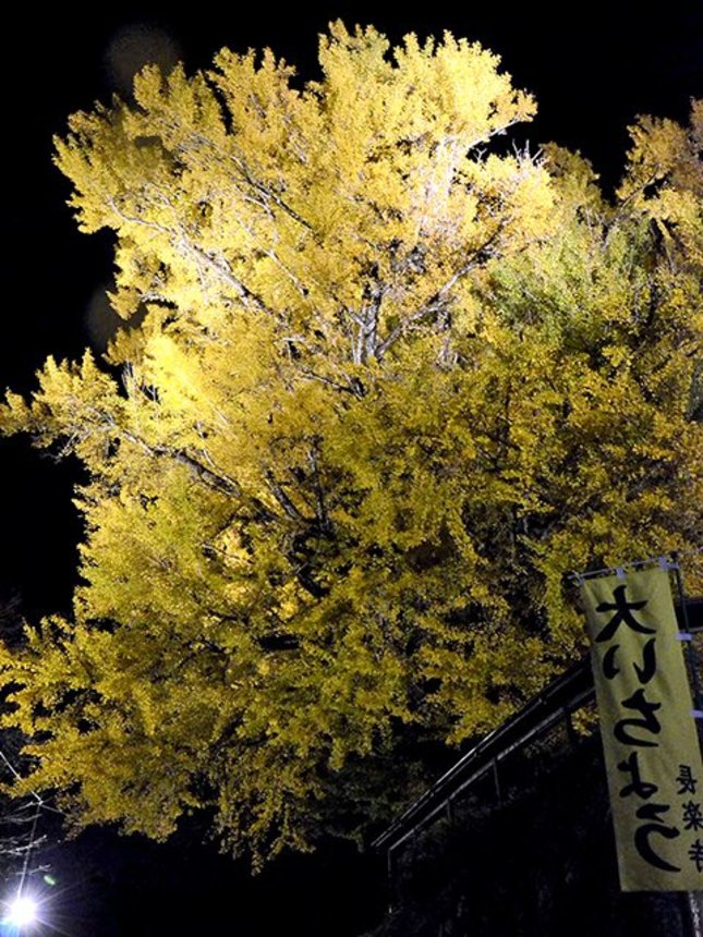 ライトアップされ、闇夜に浮かんで見える大イチョウ＝中津川市阿木、長楽寺