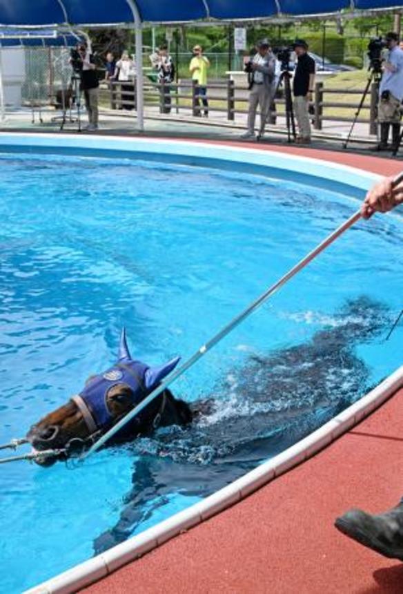 　福島県いわき市のＪＲＡ競走馬リハビリテーションセンターで泳ぐ馬＝２７日午後