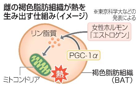 　雌の褐色脂肪組織が熱を生み出す仕組み（イメージ）