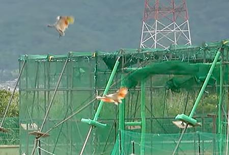 　石川県羽咋市で新たに放鳥されたトキ＝１４日（ユーチューブの石川県公式チャンネルから）