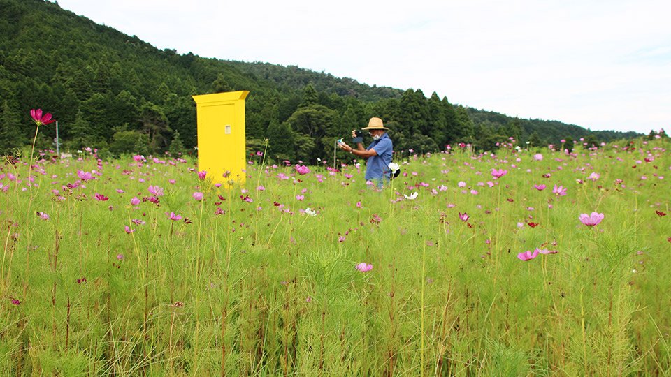 コスモス畑で記念撮影をする人＝関ケ原町関ケ原