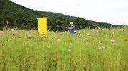 コスモス畑で記念撮影をする人＝関ケ原町関ケ原
