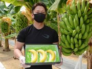 熟させて黄色に色づいたバナナ＝山県市藤倉