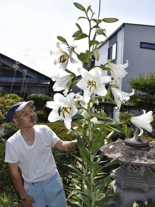 背丈を優に超えるほど成長し、大輪の花を付けたユリ＝岐阜市東中島