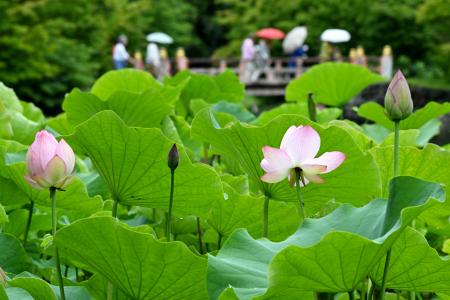 　「白水阿弥陀堂境域」の浄土庭園で開花したハス＝２５日午前、福島県いわき市