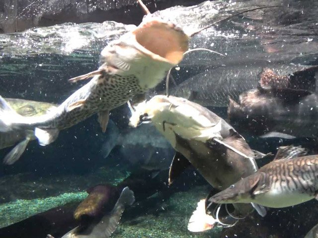 大きな口を開けて餌に食い付くさまは大迫力