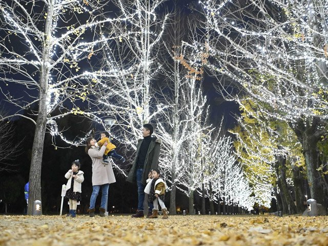 イルミネーションで彩られたイチョウ並木＝３日午後５時１８分、各務原市那加雲雀町、学びの森