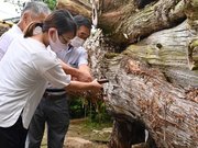 大杉にビールをささげる関係者＝同