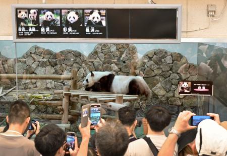 　遊具の上に寝そべるジャイアントパンダ「彩浜」を見る大勢の来場者＝２１日午前、和歌山県白浜町のアドベンチャーワールド