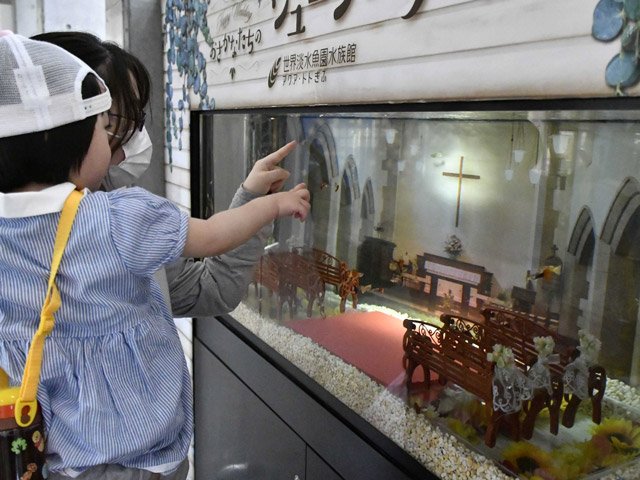 結婚式場をイメージした水槽をのぞき込む親子＝各務原市川島笠田町、世界淡水魚園水族館アクア・トトぎふ