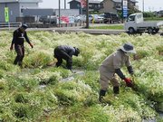 咲いたカミツレの刈り取り作業＝５月、大垣市友江（農事組合法人大垣南提供）