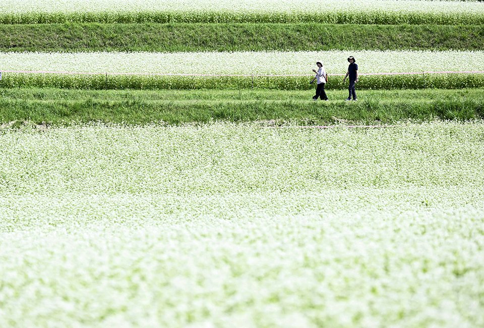 一面に白い花が咲き誇るソバ畑＝２２日午前１０時３８分、中津川市坂下、椛の湖自然公園（撮影・堀尚人）