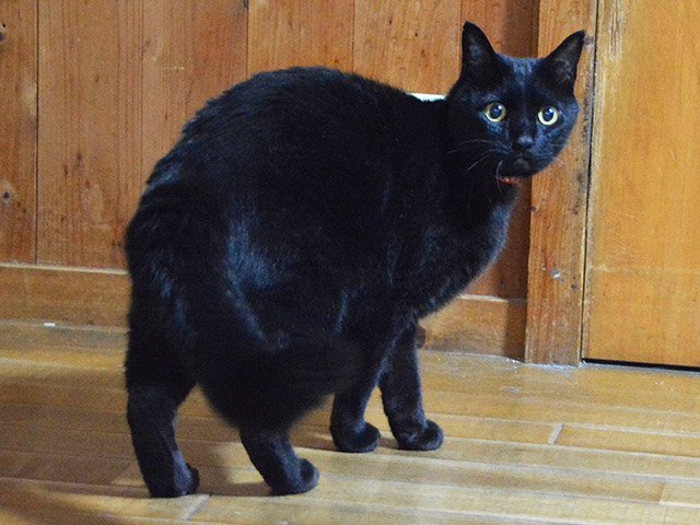 雌のクロ