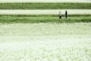 一面に白い花が咲き誇るソバ畑＝２２日午前１０時３８分、中津川市坂下、椛の湖自然公園（撮影・堀尚人）