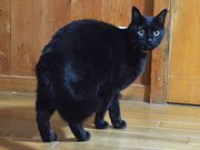 雌のクロ