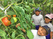 校内のハウス農園で、赤く実り始めたトマトを収穫する児童＝中津川市加子母、加子母小学校