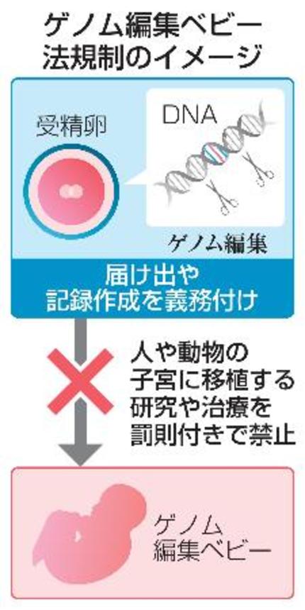 　ゲノム編集ベビー　法規制のイメージ