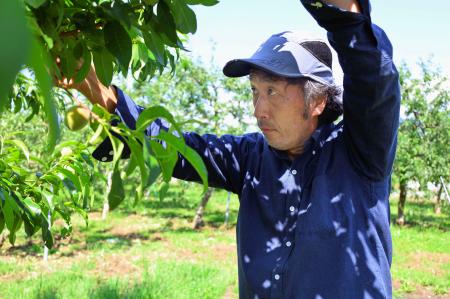 　農作業をする果樹農家の市川秀樹さん＝４日、長野県須坂市