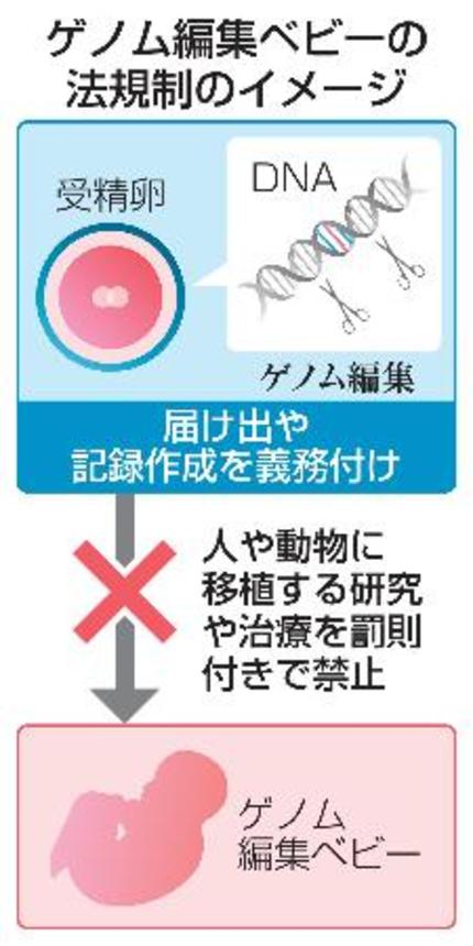 　ゲノム編集ベビーの法規制のイメージ