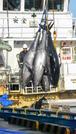 　境港に水揚げされるクロマグロ＝１４日午前、鳥取県境港市