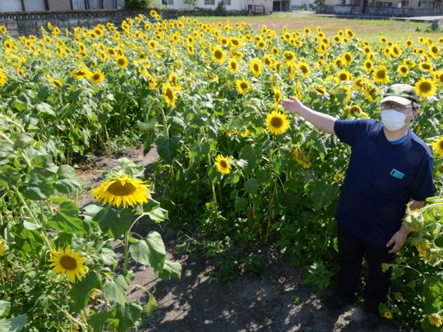 見頃を迎えたヒマワリを散策しながら楽しめる「ひまわりめいろ」＝池田町本郷