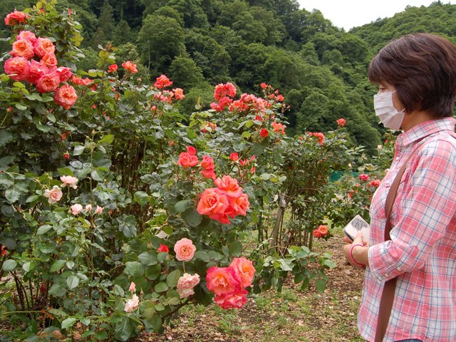 色とりどりのバラの花が咲く香愛ローズガーデン＝飛騨市河合町角川
