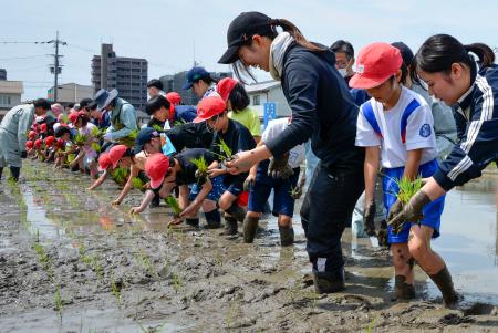 　「奇跡の復興米」の苗を植える地元小学校の児童ら＝２日午前、大阪府富田林市
