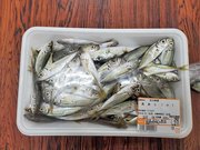 フグが混入していた商品（愛知県提供）