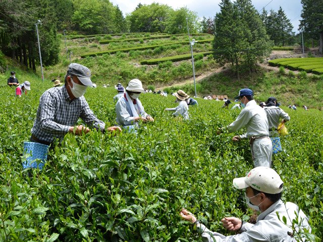 総勢約８０人で行われた新茶の茶摘み＝東白川村越原