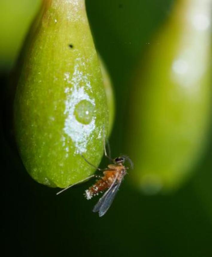 　カラスキバサンキライに寄ってきたタマバエの一種（神戸大の末次健司教授提供）