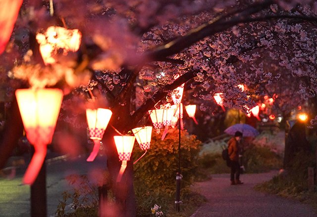 見頃を迎えながら、夕方からの雨もあって人通りまばらな桜並木＝２８日午後６時１９分、岐阜市加納清水町
