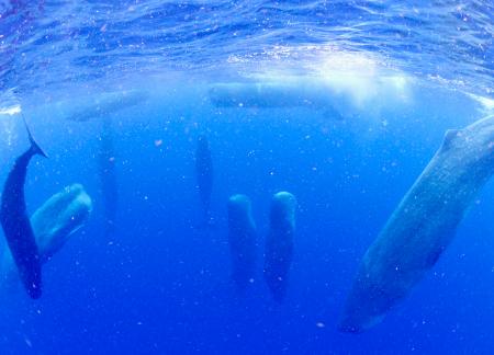 　鹿児島県の奄美大島近海で観察された、頭を上に向けた状態で眠るマッコウクジラの群れ＝６月（興克樹さん提供）