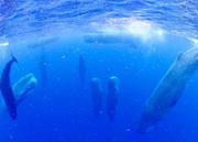 　鹿児島県の奄美大島近海で観察された、頭を上に向けた状態で眠るマッコウクジラの群れ＝６月（興克樹さん提供）