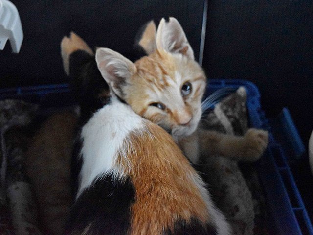 手術を済ませ片方の耳先がカットされた猫＝大垣市内