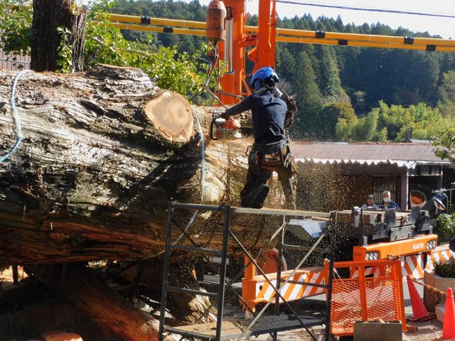チェーンソーを使い大杉の先端部分から切断する工事関係者＝３日午前、瑞浪市大湫町、大湫神明神社