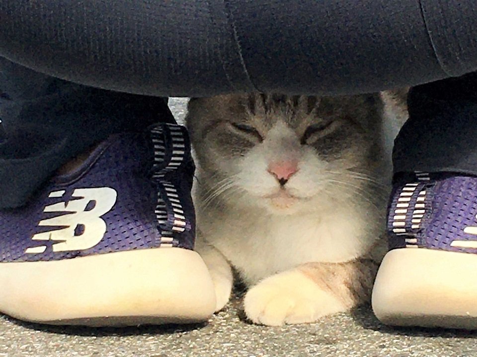 股の下に潜り込み、安心している猫＝大垣市魚屋町
