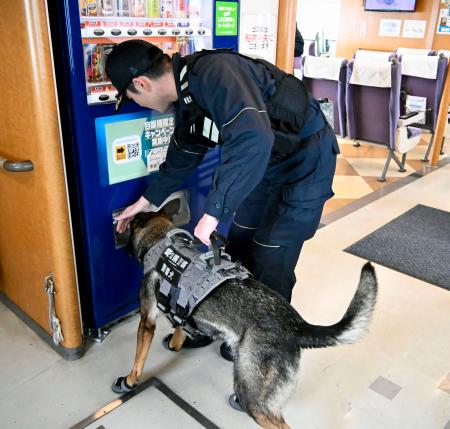 　アジア・アジアパラ大会に向けた警戒活動で、高速船の船内を探索する警備犬＝２６日午前、中部空港
