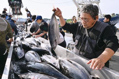 　小名浜港に今シーズン初めて水揚げされたカツオ＝１３日午前、福島県いわき市