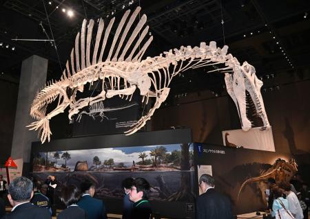 　福井県立恐竜博物館で日本初公開の再現されたスピノサウルスの全身骨格＝１１日午前、福井県勝山市